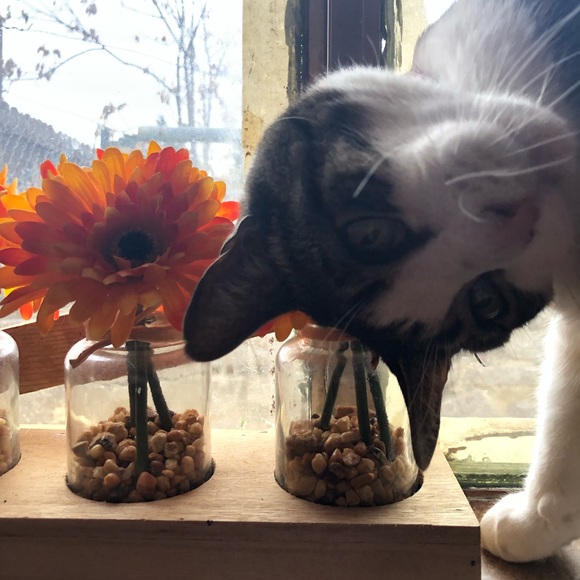 Meet your Posher, Tabitha - Picture 7 of 12